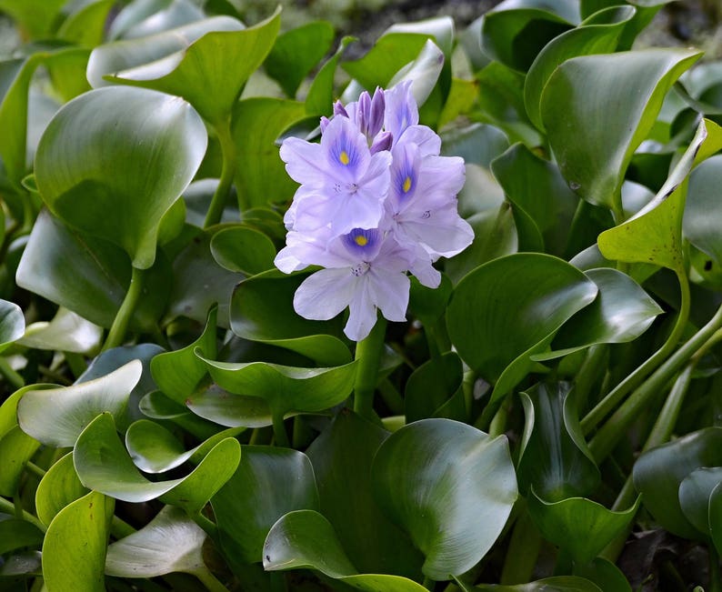 8 Water Hyacinth Plants Pond Plant Pond Flowers image 1