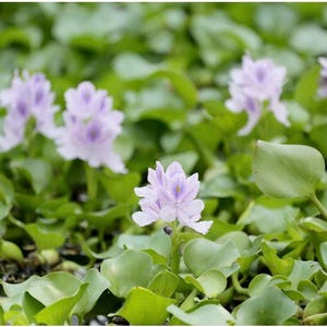 8 Water Hyacinth Plants Pond Plant Pond Flowers image 3