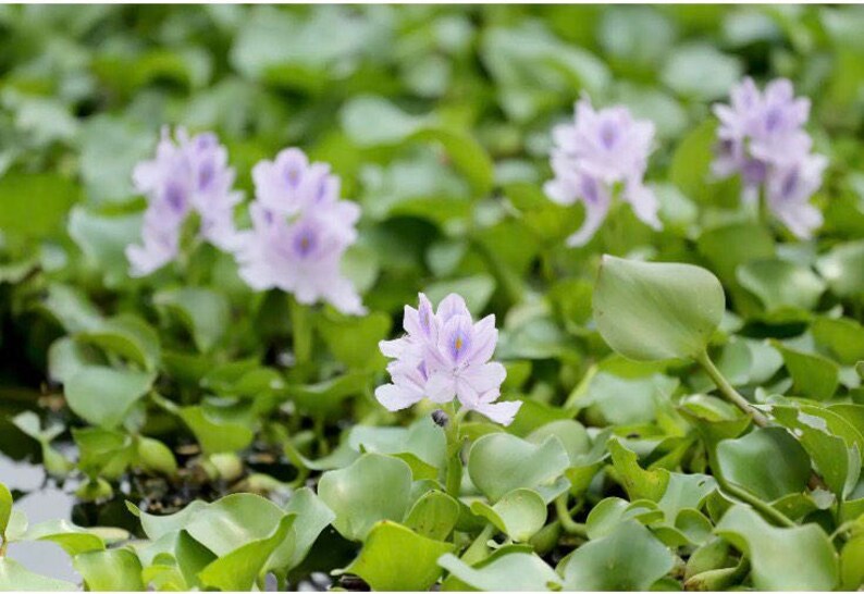 8 Water Hyacinth Plants Pond Plant Pond Flowers image 3