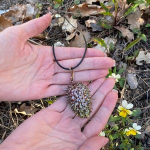 Gioielli botanici: vera metà della scatola di semi di datura elettroformata con rame e Light Rainbow Patina