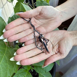 May include: A dark metallic pendant shaped like a grasshopper or cricket, suspended within a teardrop-shaped wire frame. The insect figure features elongated legs and a segmented body, attached to a simple black cord necklace for wear.