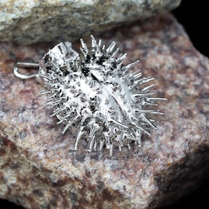Ciondolo Datura Gioielli botanici: vera metà della scatola dei semi elettroformata con rame e finitura in rodio bianco puro