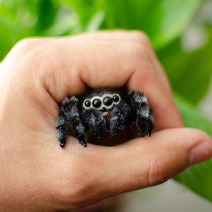 Cute jumping spider toy, creepy gift, poseable sculpture, needle felted doll, black spider arachnida, cute kawaii monster, made to order image 1