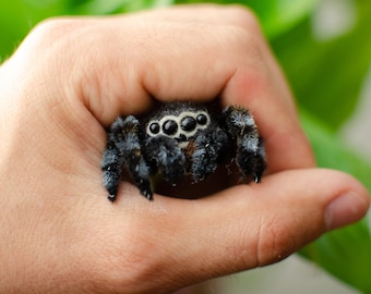 Cute jumping spider toy, creepy gift, poseable sculpture, needle felted doll, black spider arachnida, cute kawaii monster, made to order