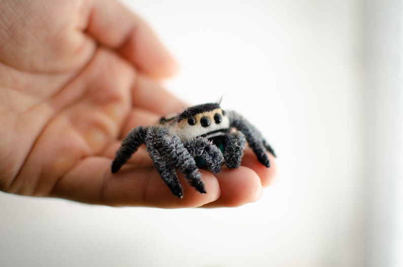 May include: A small, black and white fuzzy spider with large eyes, sitting on a person's hand.