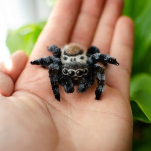 Cute jumping spider toy, creepy gift, poseable sculpture, needle felted doll, black spider arachnida, cute kawaii monster, made to order image 7