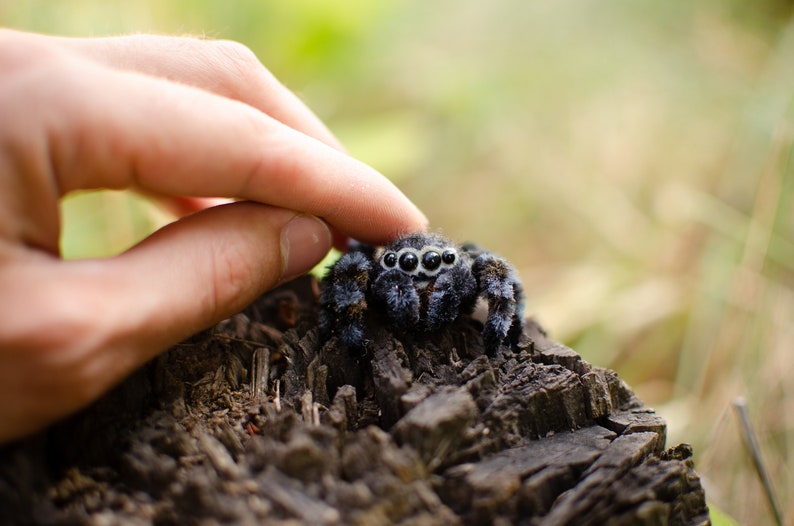 Cute jumping spider toy, creepy gift, poseable sculpture, needle felted doll, black spider arachnida, cute kawaii monster, made to order image 2