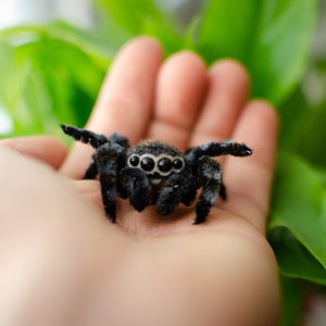 Cute jumping spider toy, creepy gift, poseable sculpture, needle felted doll, black spider arachnida, cute kawaii monster, made to order image 6