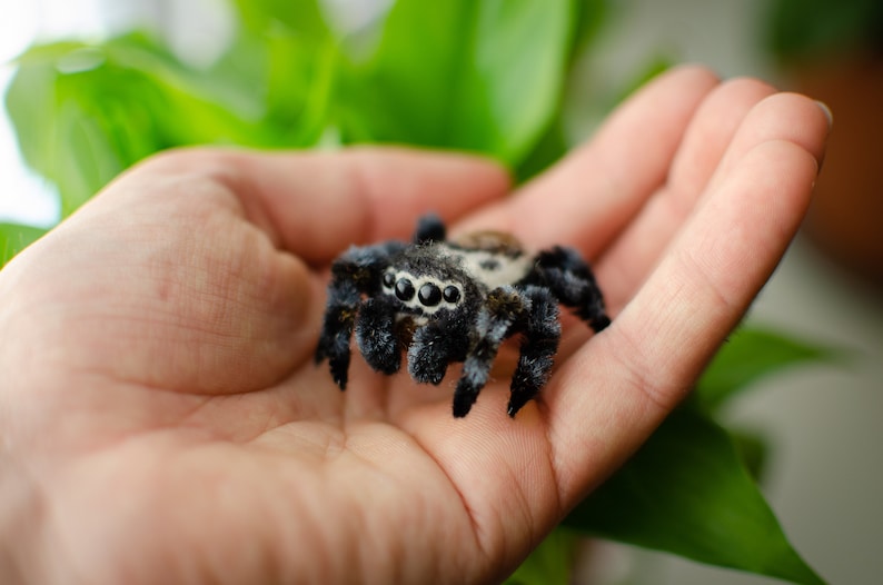 Cute jumping spider toy, creepy gift, poseable sculpture, needle felted doll, black spider arachnida, cute kawaii monster, made to order image 4