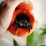 Spider Toys