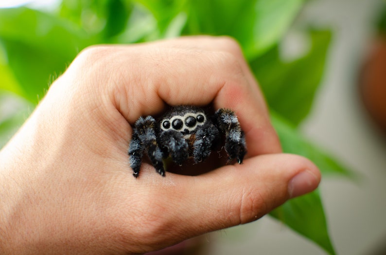 Cute jumping spider toy, creepy gift, poseable sculpture, needle felted doll, black spider arachnida, cute kawaii monster, made to order image 1