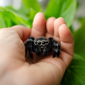 Cute jumping spider toy, creepy gift, poseable sculpture, needle felted doll, black spider arachnida, cute kawaii monster, made to order image 3