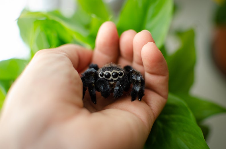 Cute jumping spider toy, creepy gift, poseable sculpture, needle felted doll, black spider arachnida, cute kawaii monster, made to order image 3