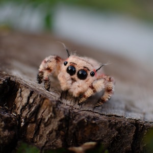 Baby jumping spider toy, creepy gift, poseable sculpture, needle felted doll, black spider arachnida, cute kawaii monster, made to order