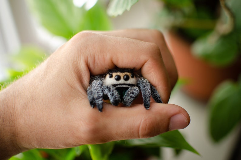 May include: A close-up of a small, black and white jumping spider with large, prominent eyes. The spider is being held in a person's hand.