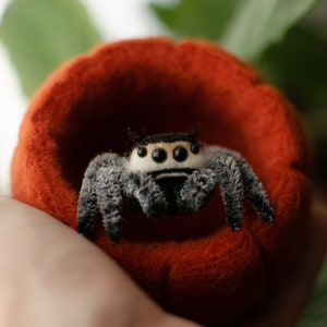 May include: A small, black and white jumping spider with large eyes sits in a red felt pumpkin. The spider is made of felt and has a fuzzy texture.
