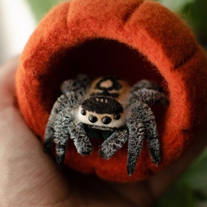 May include: A plush toy spider with black and white markings sits inside a felt pumpkin-shaped bed. The spider has large, black eyes and fuzzy legs.