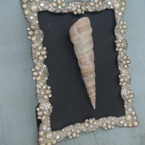 A Shell Displayed on a Decorated Frame - Etsy