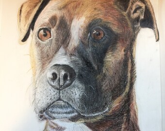 Pet Portraits in Pencil and Charcoal; gifts for dog lovers; custom pet portraits; unique portraits for dog lovers; portraits for cat lovers