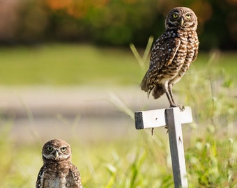 Owls, Burrowing Owls, Nature, Fine Art Print, Photography, Art Print, Wildlife, Cute Owl, Wall Decor