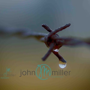 Barbed Wire, Fence, Macro