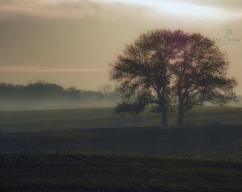 Foggy Field, Fine Art Landscape, Tree, Farm, Rural Landscape, Country, Fine Art Photography, Art Print