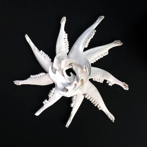 Lot of 12 Goat mandibles!