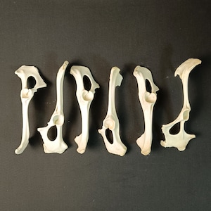 Lot of 6 Pelvis Bones!