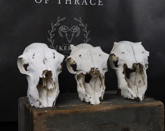 ¡Lote de 3 calaveras de oveja!