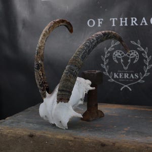 Goat Horns!