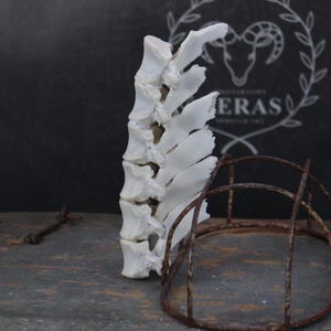 Partial Goat Spine!
