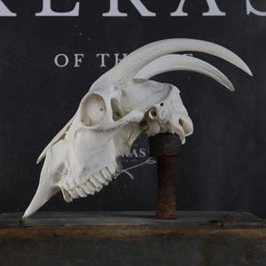 Greek Goat Skull!
