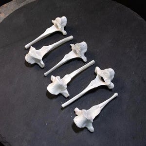 May include: A collection of five off-white, weathered animal vertebrae bones, each featuring a prominent, elongated spinous process and a central body, arranged in a scattered pattern on a dark, circular, textured surface.
