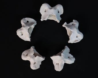 ドブネズミの頭蓋骨。本物の頭蓋骨。齧歯動物。ネズミ。骨。 - Etsy 日本