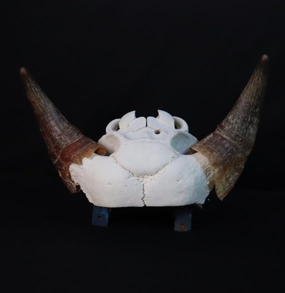 アルミ カウスカル バッファロー頭蓋骨 BUFFALO SKULL