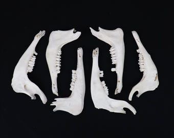 Lot of 6 Goat mandibles!