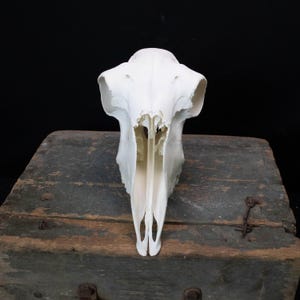 Verwitterter Schafsschädel