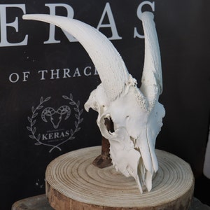 Big Goat Skull!