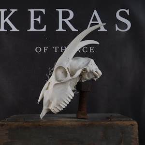 Goat skull!