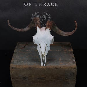 Goat Skull!