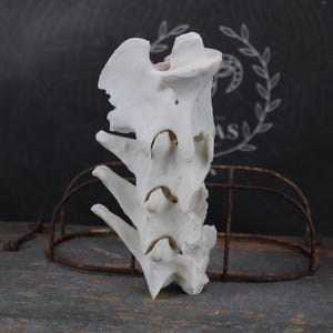 Weathered Goat Spine!