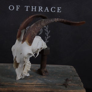 Weathered Goat Skull