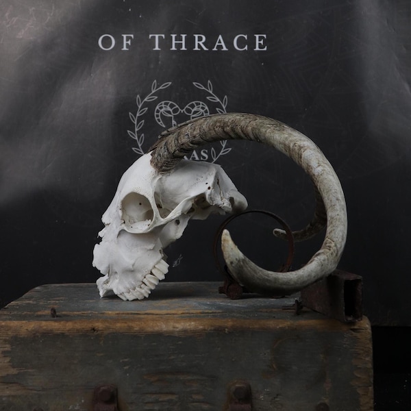 Weathered Goat skull!!!