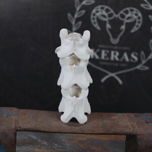 Weathered Goat Spine!