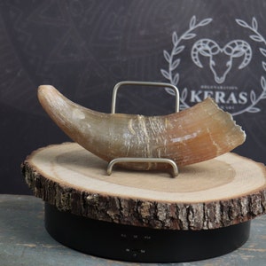 Cow Horn!