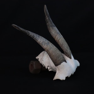 Partial Goat Skull!