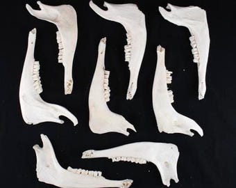 Lot of 8 weathered Goat mandibles!