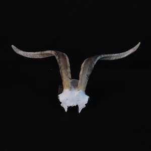 Partial Goat Skull with Long Horns!