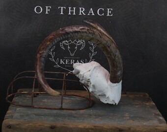 Partial Goat Skull!