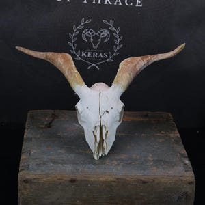 Preety Goat Skull!